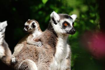 lémuriens adultes et bébé