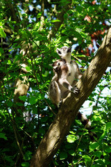 lémuriens dans un arbre