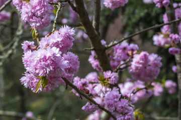japanese garden leverkusen