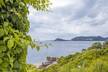 Ivy leafs at Corfu beach