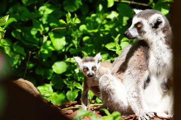 groupe de lémurien adulte et bébé