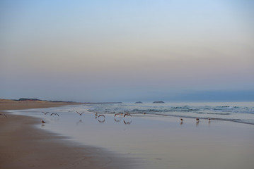 seagulls at dawn on the Atlantic ocean