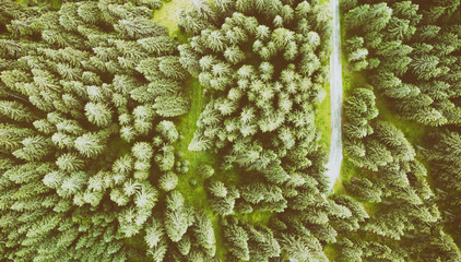 Overhead aerial panoramic view of alping firs