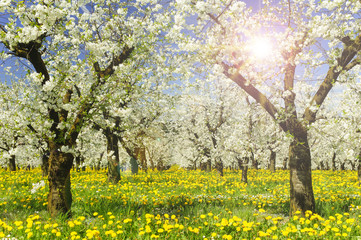 Plantage mit Apfelbäumen in Blüte im Frühling mit Sonnenstrahlen