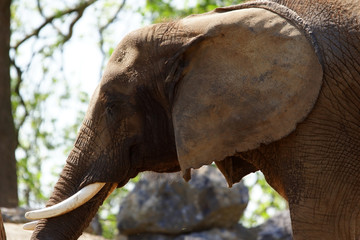 Eléphant d'Afrique et ses grandes oreilles