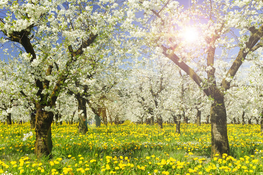 Obstbau Images – Browse 52 Stock Photos, Vectors, and Video | Adobe Stock