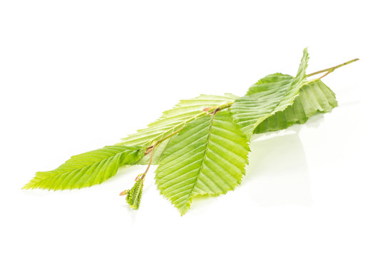 One whole fresh green plant elm branch rib leaves isolated on white