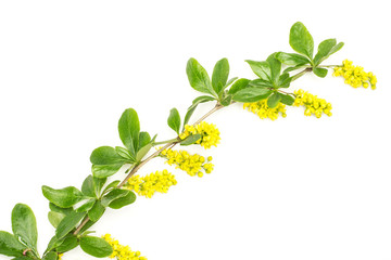 One whole fresh green plant barberry branch with yellow flowers flatlay isolated on white
