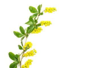 One whole fresh green plant barberry branch yellow flowers flatlay isolated on white