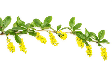 One whole fresh green plant flowering barberry branch flatlay isolated on white