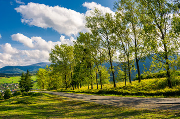row of trees along the road in to the mountains. lovely autumnal landscape
