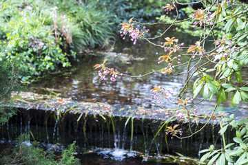 japanese garden leverkusen