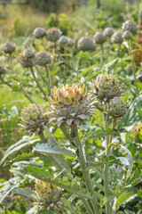Artichoke  plants growing on an allotment, with a shallow depth of field