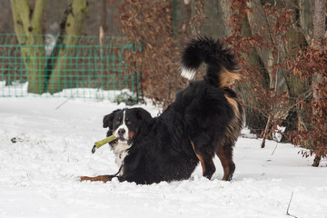 portrait of a Bernese mountain dog on a walk in belgium