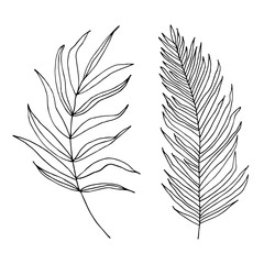 Fototapeta premium Set of palm, jungle , tropical leaves silhouettes isolated on white background.