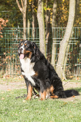 portrait of a Bernese mountain dog on a walk in belgium