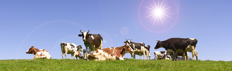 Kuhherde im Allgäu in Bayern auf der Weide mit Sonnenstrahlen
