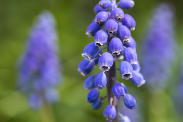 japanese garden leverkusen