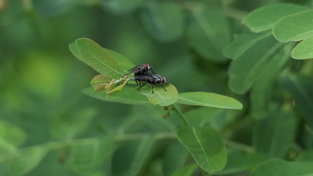 Mating Flies on a brown plant leaf. 4k video