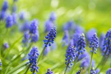 japanese garden leverkusen