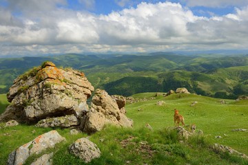 Meadow in Caucasus