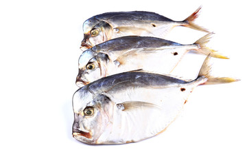 Three Vomero  fish  on a white background (isolated). Close up