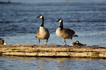 Beautiful Canada Geese on the rock near the river