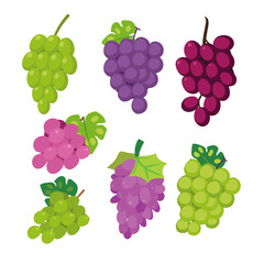grape vector collection design
