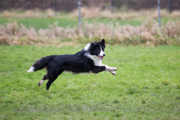 Fototapeta premium portrait of Border Collie dog on a walk in belgium