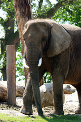 éléphant d'Afrique de face