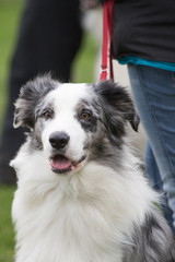 portrait of Border Collie dog on a walk in belgium