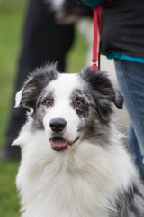 portrait of Border Collie dog on a walk in belgium
