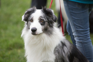 portrait of Border Collie dog on a walk in belgium