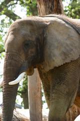 Naklejka premium éléphant d'Afrique, ses défenses et ses grandes oreilles