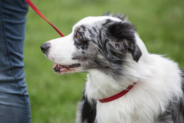 portrait of Border Collie dog on a walk in belgium