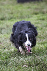 portrait of Border Collie dog on a walk in belgium