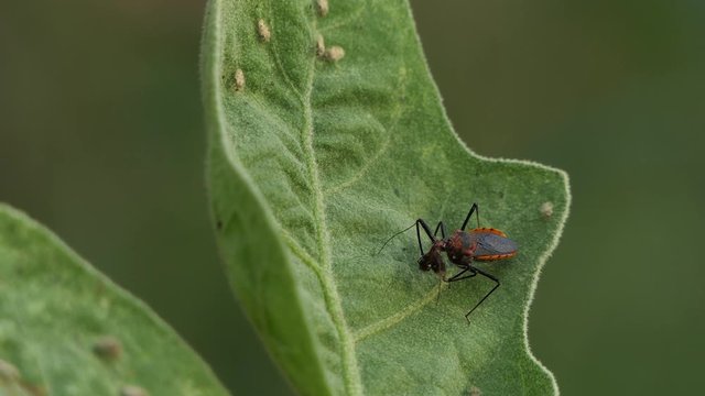 Red insect on green leaf in summer forest, macro 4k 