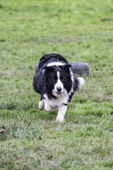 portrait of Border Collie dog on a walk in belgium