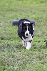 portrait of Border Collie dog on a walk in belgium