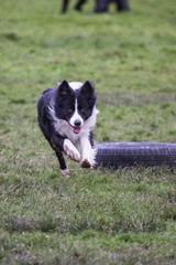 portrait of Border Collie dog on a walk in belgium