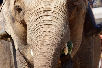 éléphant mangeant une pastèque