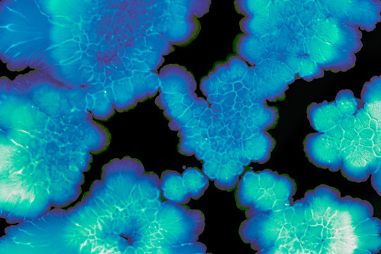 Macro photo of colorful wild growing bacteria and molds in a petri dish.