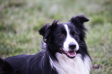 portrait of Border Collie dog on a walk in belgium