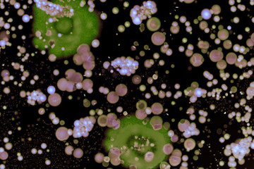 Macro shots of colorful wild growing bacteria and molds in a petri dish.