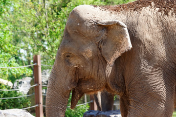 éléphant d'Asie et ses petites oreilles
