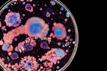 Macro photo of colorful wild growing bacteria and molds in a petri dish.