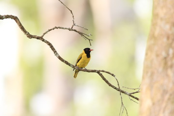 Western Black-headed Oriole (Oriolus brachyrynchus) in Ghana
