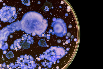 Macro photo of colorful wild growing bacteria and molds in a petri dish.