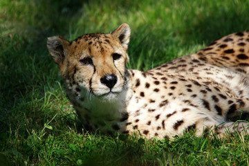 regard d'un guépard