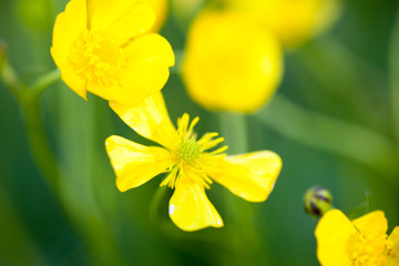 Yellow buttercup flowers